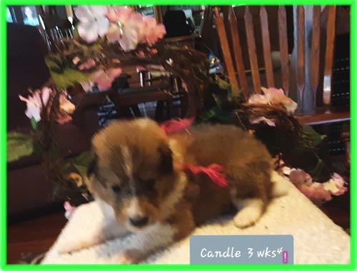 CANDLE 3 WK